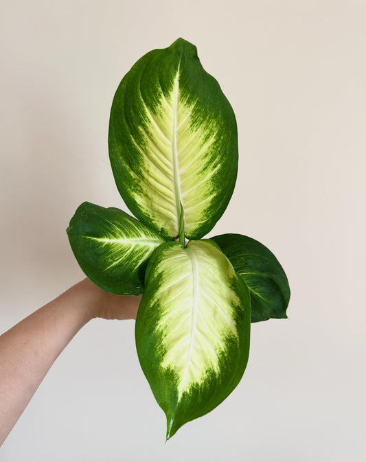 Dieffenbachia Marianne Plant | 4 inch Pot | Houseplant | Live Plant