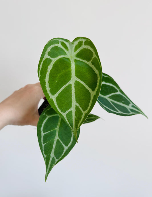 Anthurium Crystallium Plant - 4 inch Nursery Pot