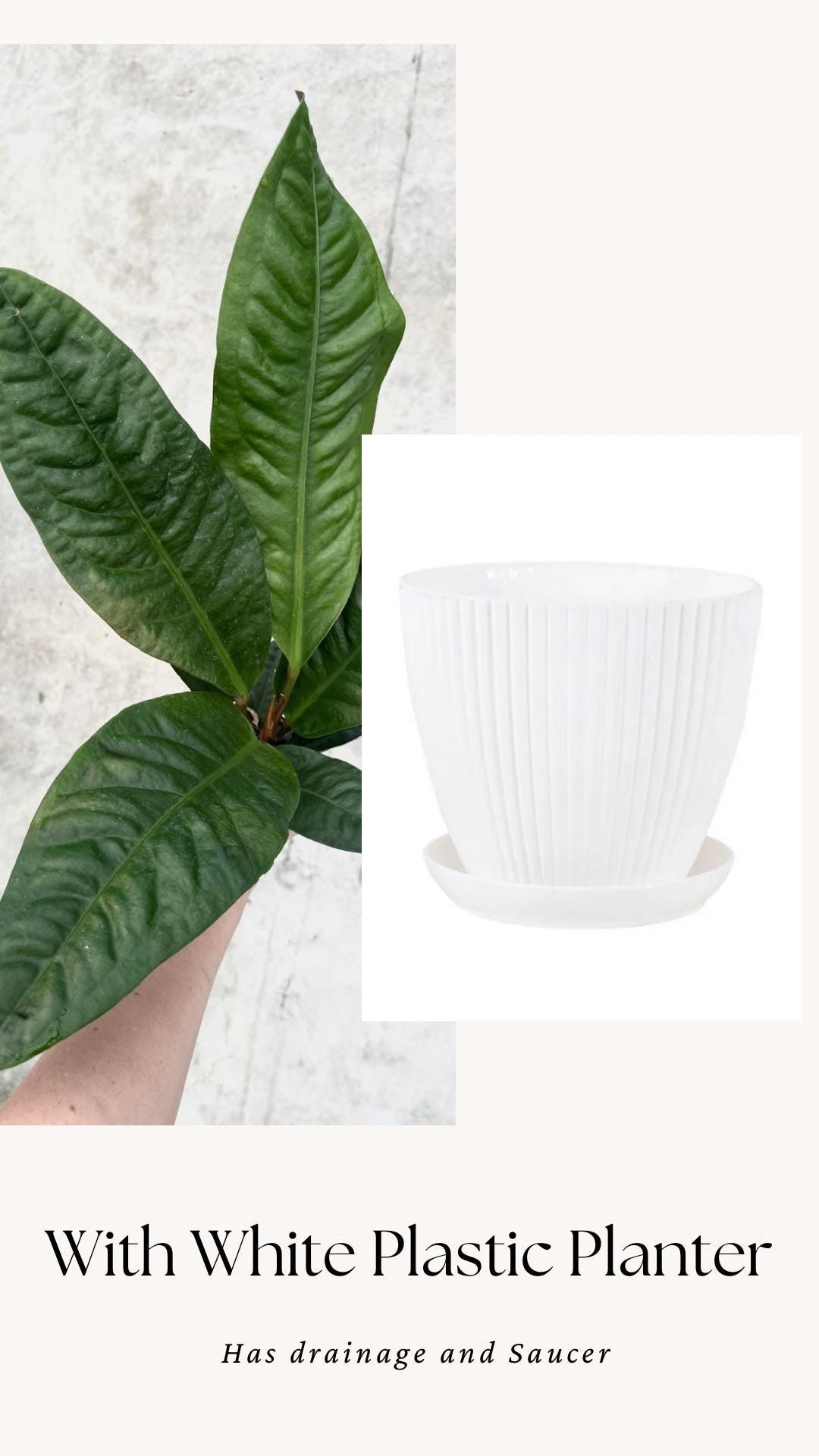 Anthurium Superbum Fl Plant - 4 inch Pot - Live Plant - optional decorative pot
