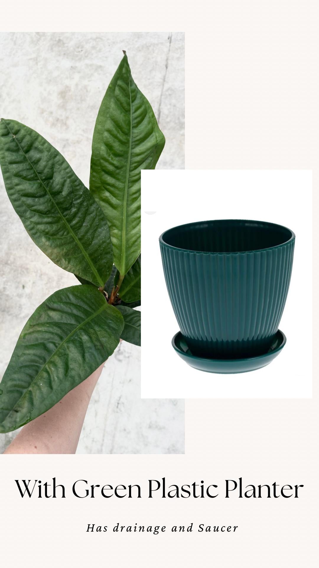 Anthurium Superbum Fl Plant - 4 inch Pot - Live Plant - optional decorative pot