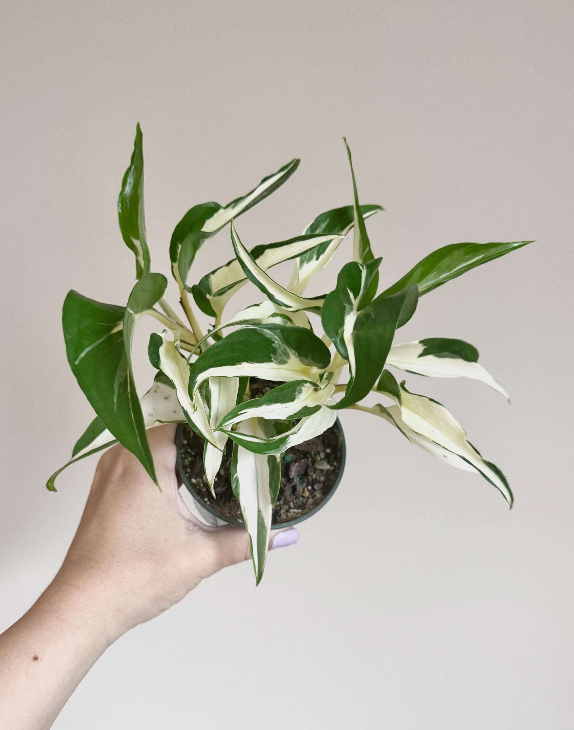 Manjula Mutant Pothos - 4 inch pot - Live Rare Plant