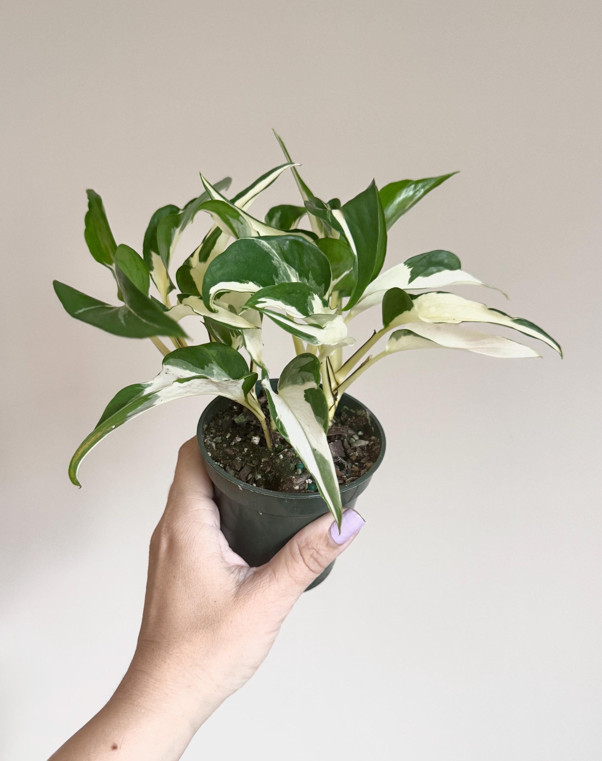 Manjula Mutant Pothos - 4 inch pot - Live Rare Plant