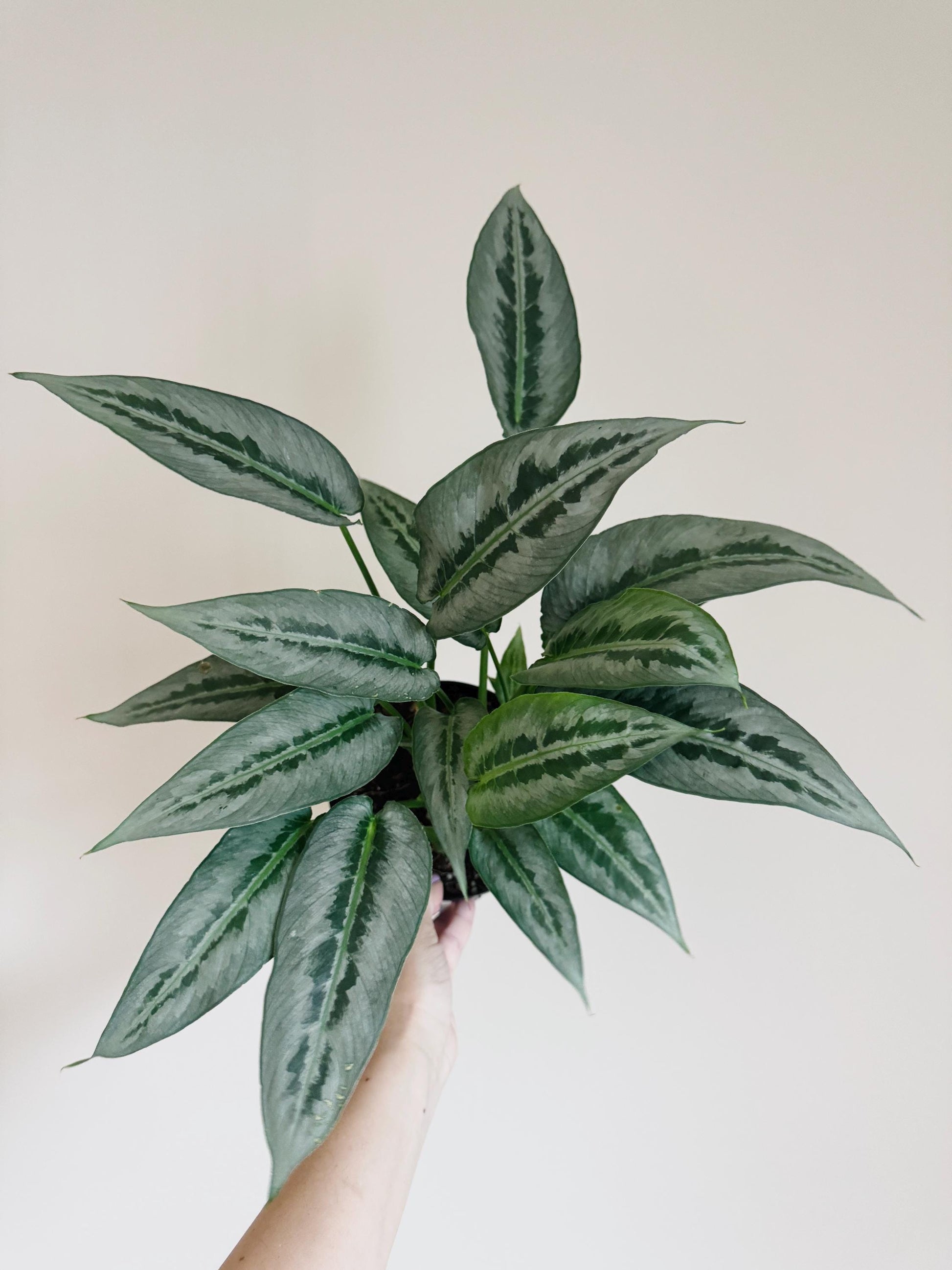 Schismatoglottis Silver Indukan RARE Plant - 6 inch Pot - optional deocrative pot