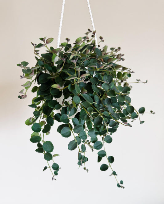 Codonanthe Devosiana Paula Plant | 4.5 Hanging Basket
