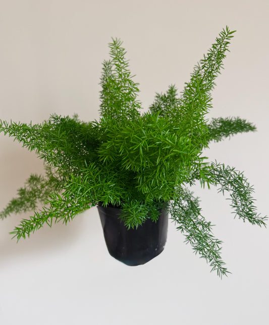 Fern Foxtail Plant - 6 inch Pot - optional decorative plant