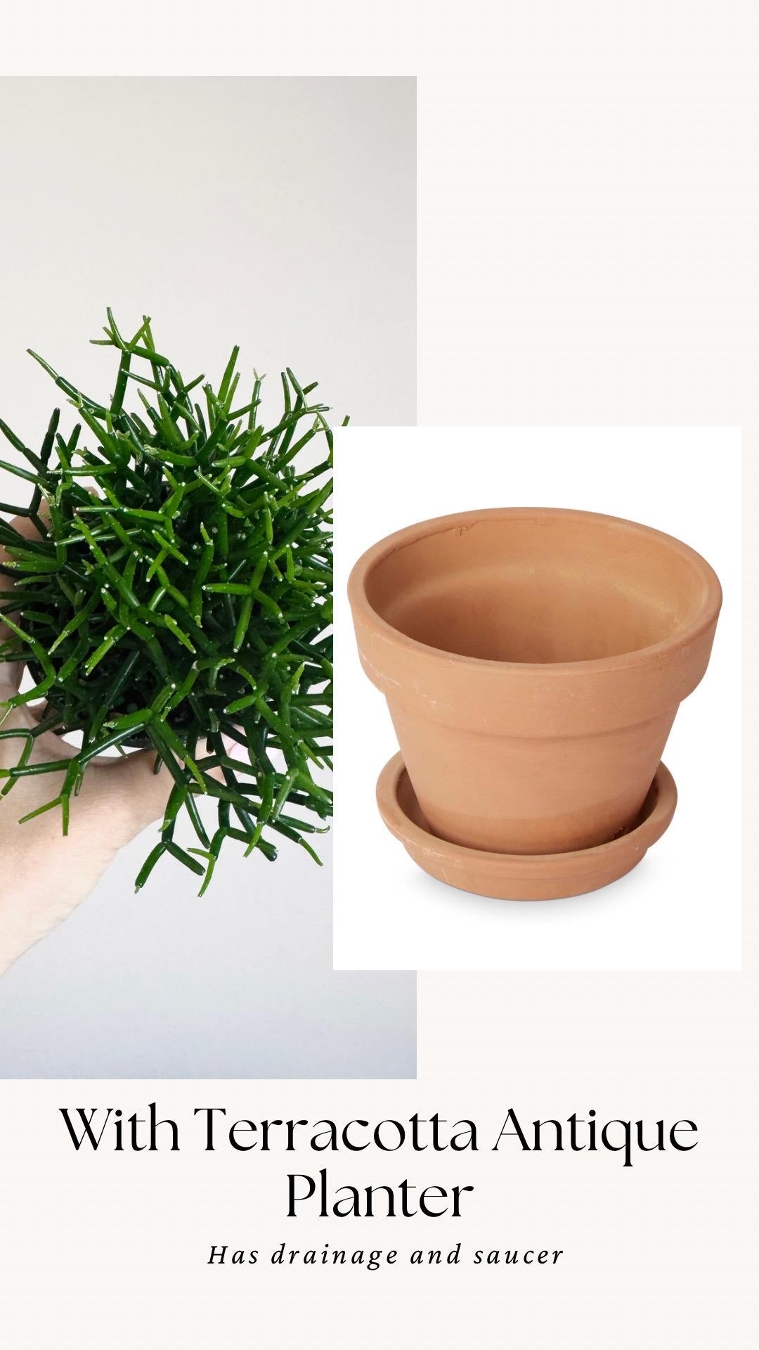 Hatiora Cylindrica | Dancing Bones Cactu| Plant - 3.5” Pot - Live Plant - optional decorative