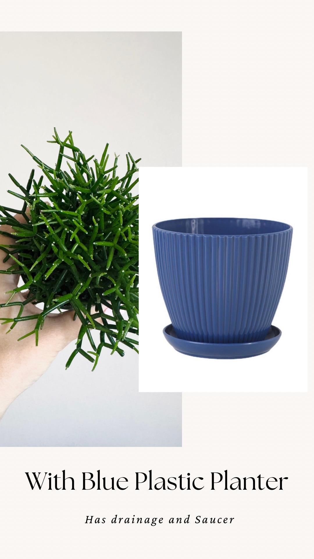 Hatiora Cylindrica | Dancing Bones Cactu| Plant - 3.5” Pot - Live Plant - optional decorative