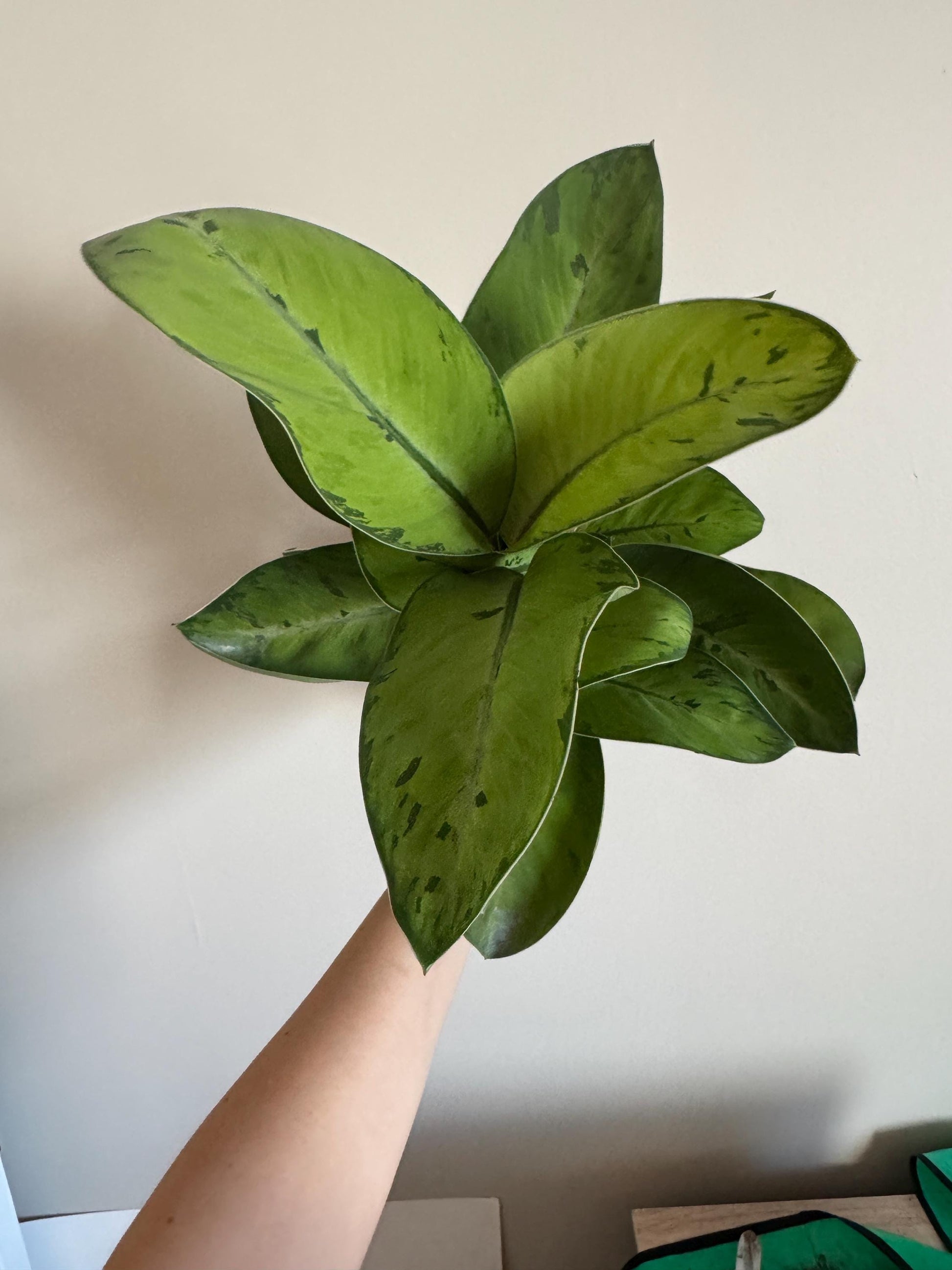 Homalomena Selby Plant - 6 inch Pot - optional deocrative pot