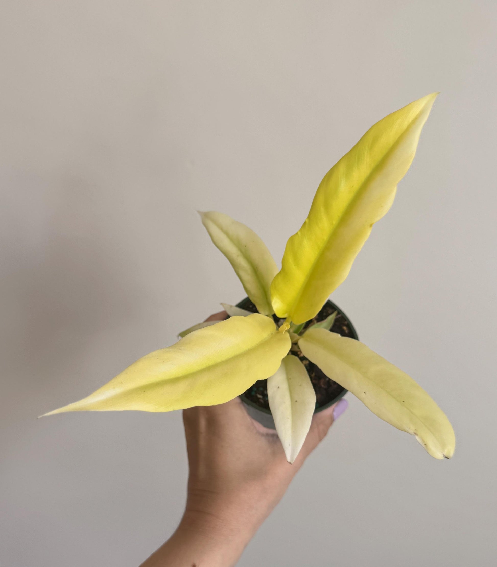 Philodendron Selloum Gold Plant - 4 inch Pot - Rare Plant - optional decorative pot