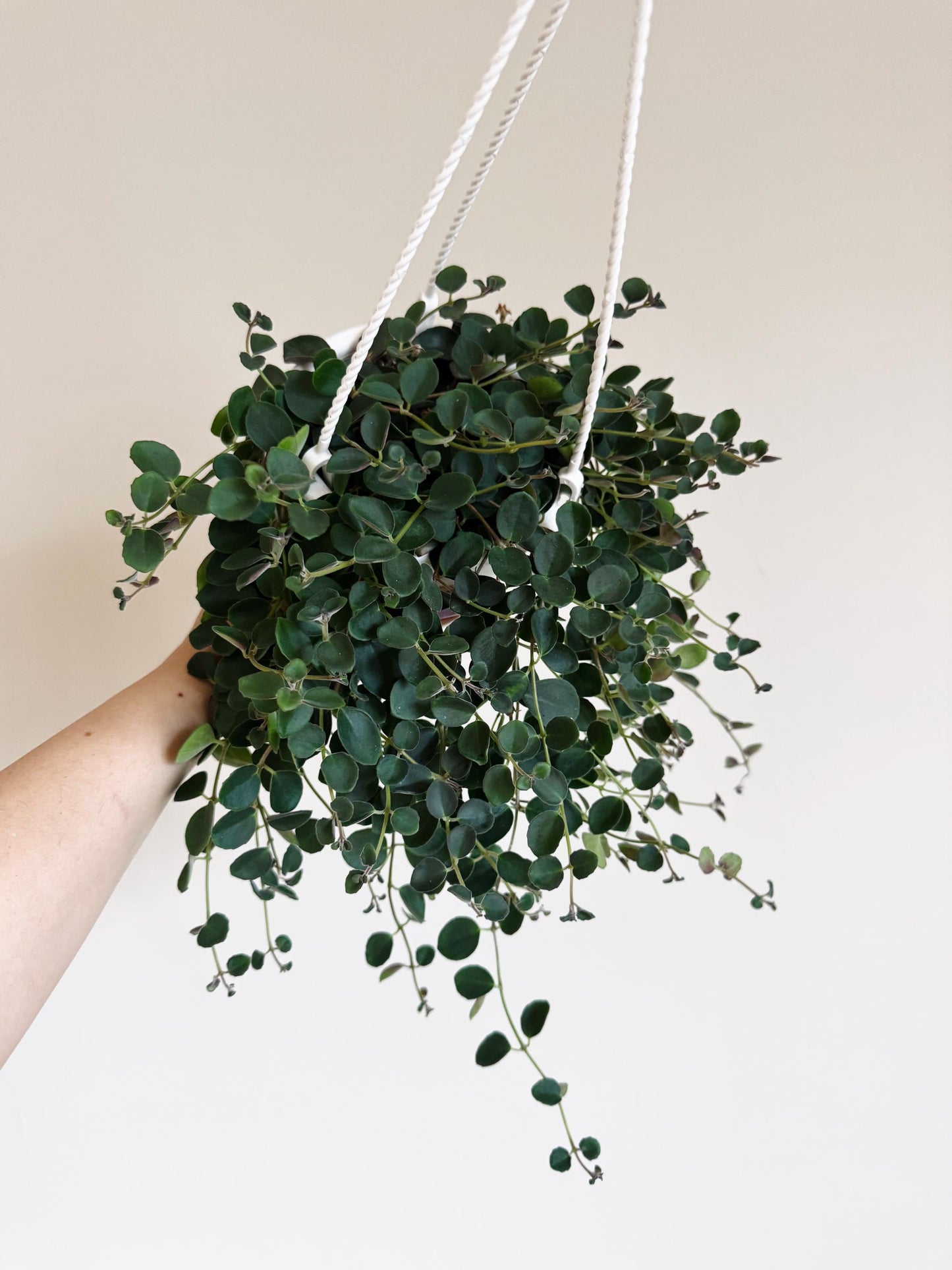 Codonanthe Devosiana Paula Plant | 4.5 Hanging Basket