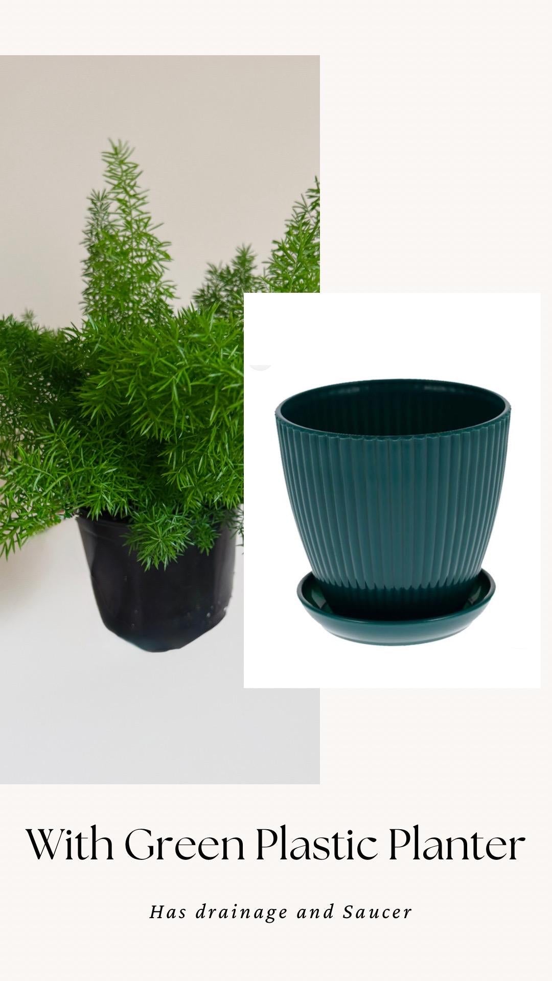 Fern Foxtail Plant - 6 inch Pot - optional decorative plant