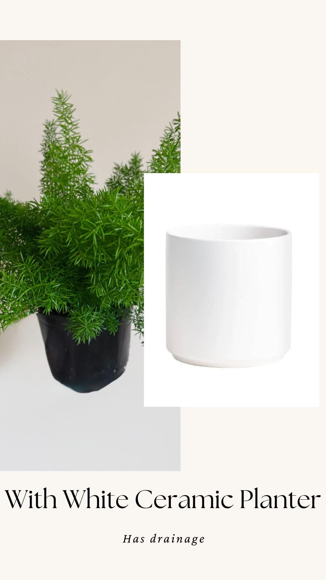 Fern Foxtail Plant - 6 inch Pot - optional decorative plant