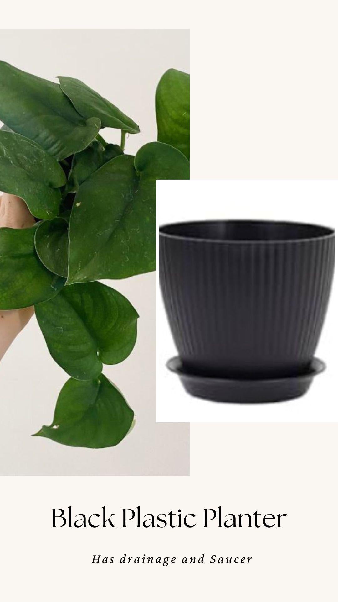 Scindapsus Green Jade Satin 6 inch Pot - Live Plant - optional decorative pot