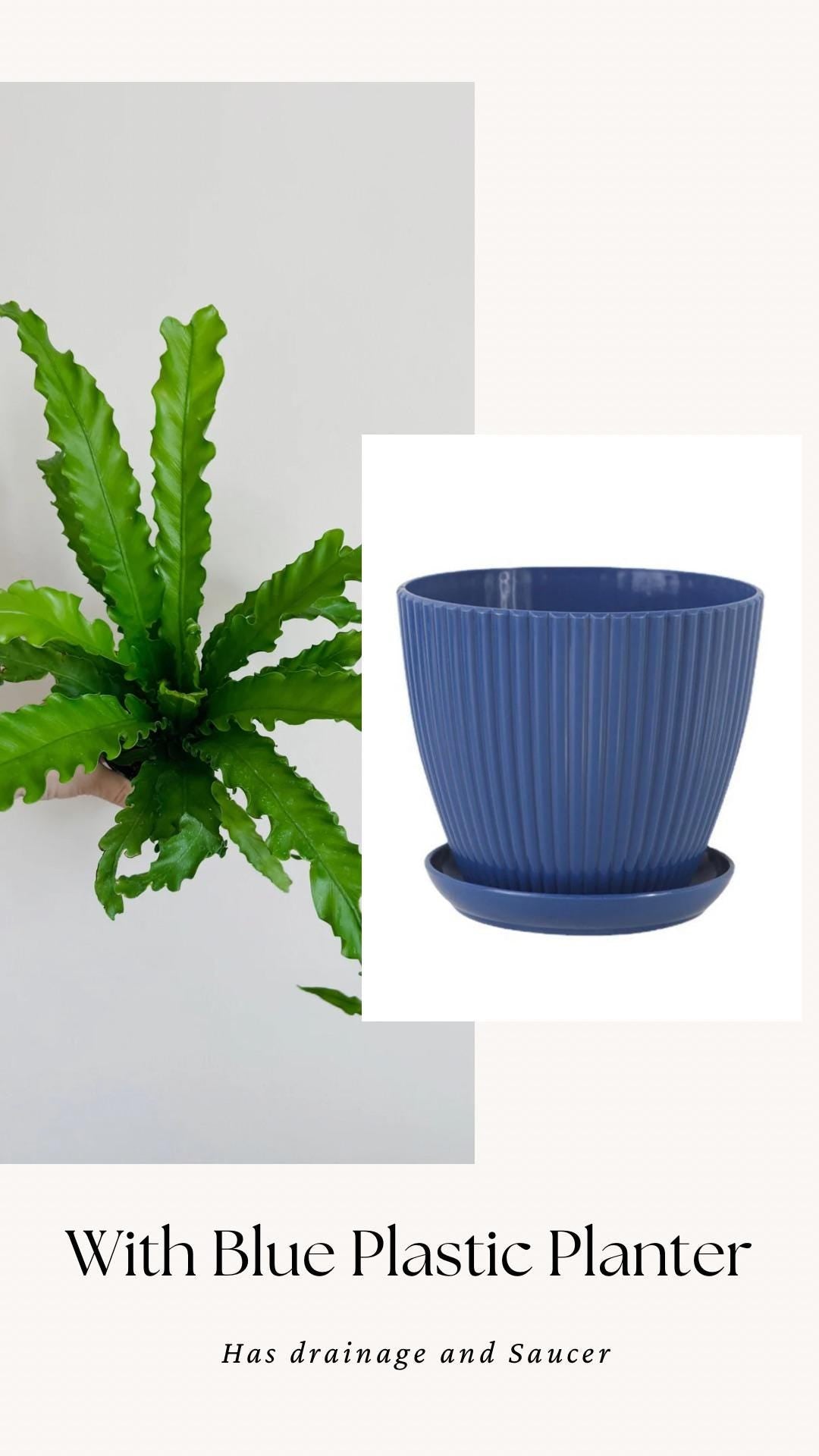 Fern Osaka Birds Nest Plant - 4 inch Pot - Live Plant - optional decorative pot
