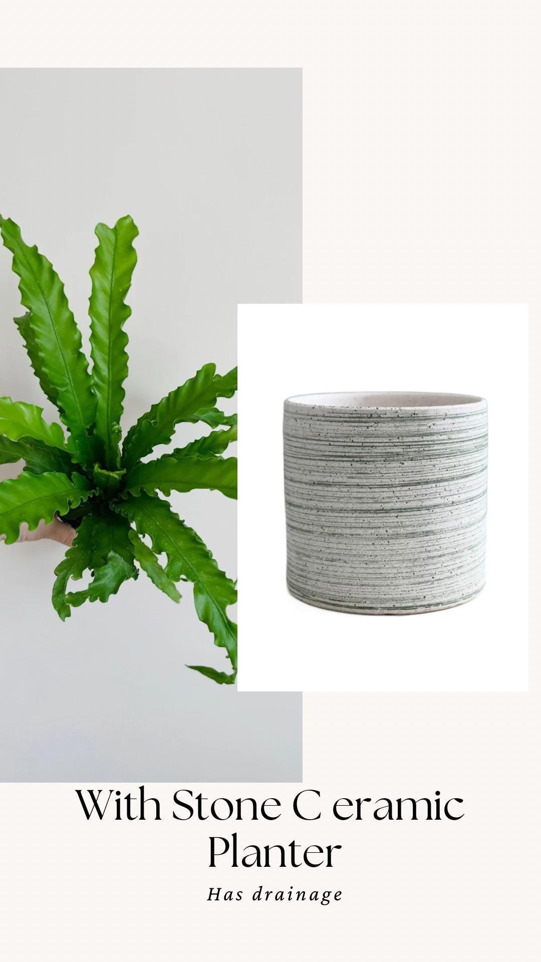 Fern Osaka Birds Nest Plant - 4 inch Pot - Live Plant - optional decorative pot