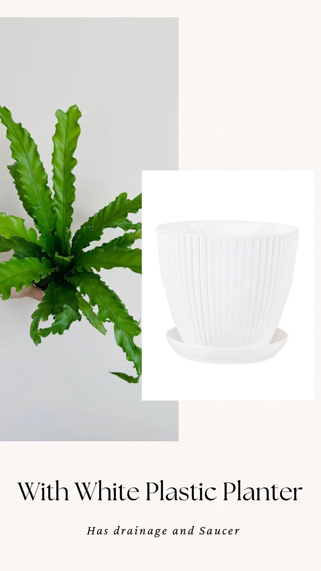 Fern Osaka Birds Nest Plant - 4 inch Pot - Live Plant - optional decorative pot