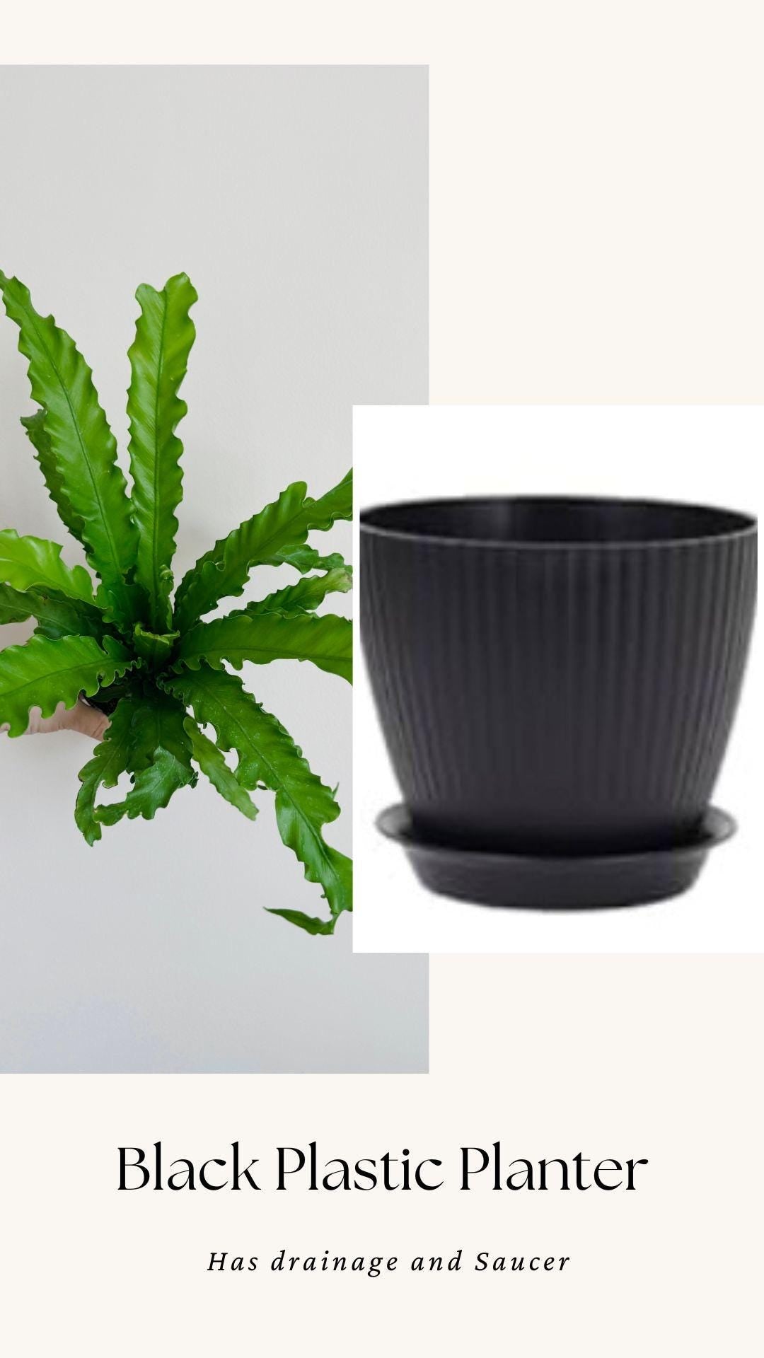 Fern Osaka Birds Nest Plant - 4 inch Pot - Live Plant - optional decorative pot