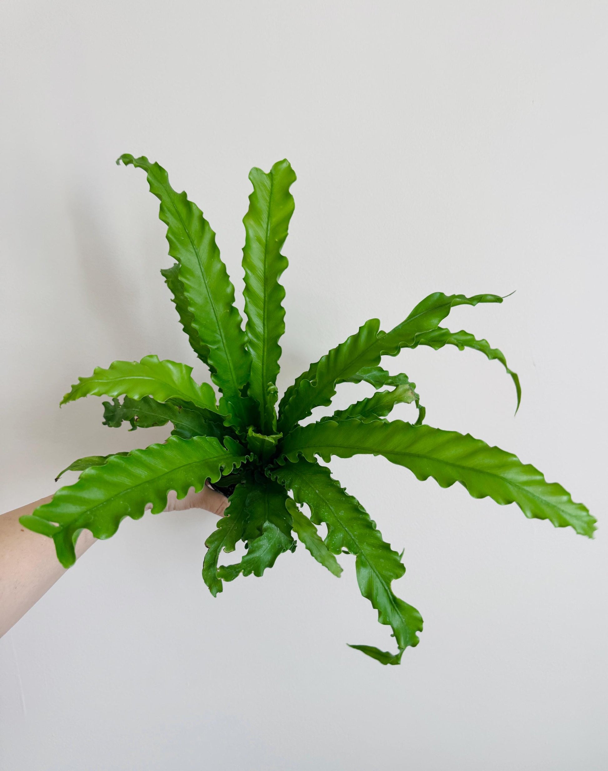 Fern Osaka Birds Nest Plant - 4 inch Pot - Live Plant - optional decorative pot