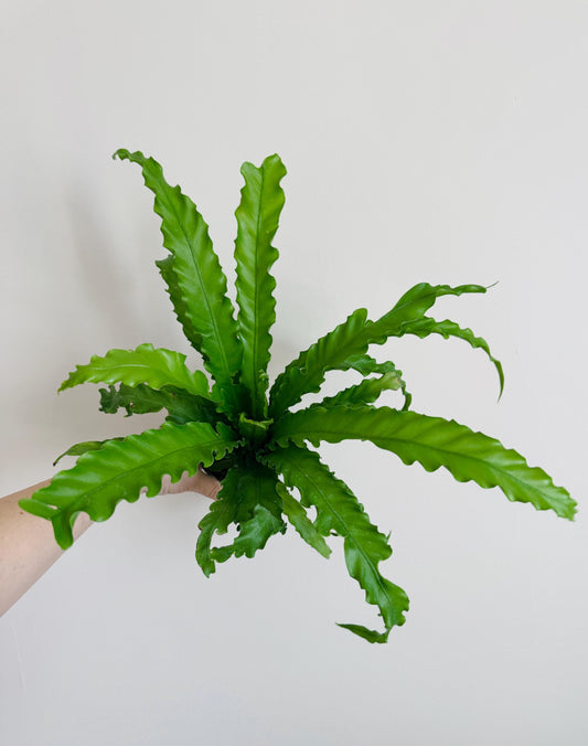 Fern Osaka Birds Nest Plant - 4 inch Pot - Live Plant - optional decorative pot