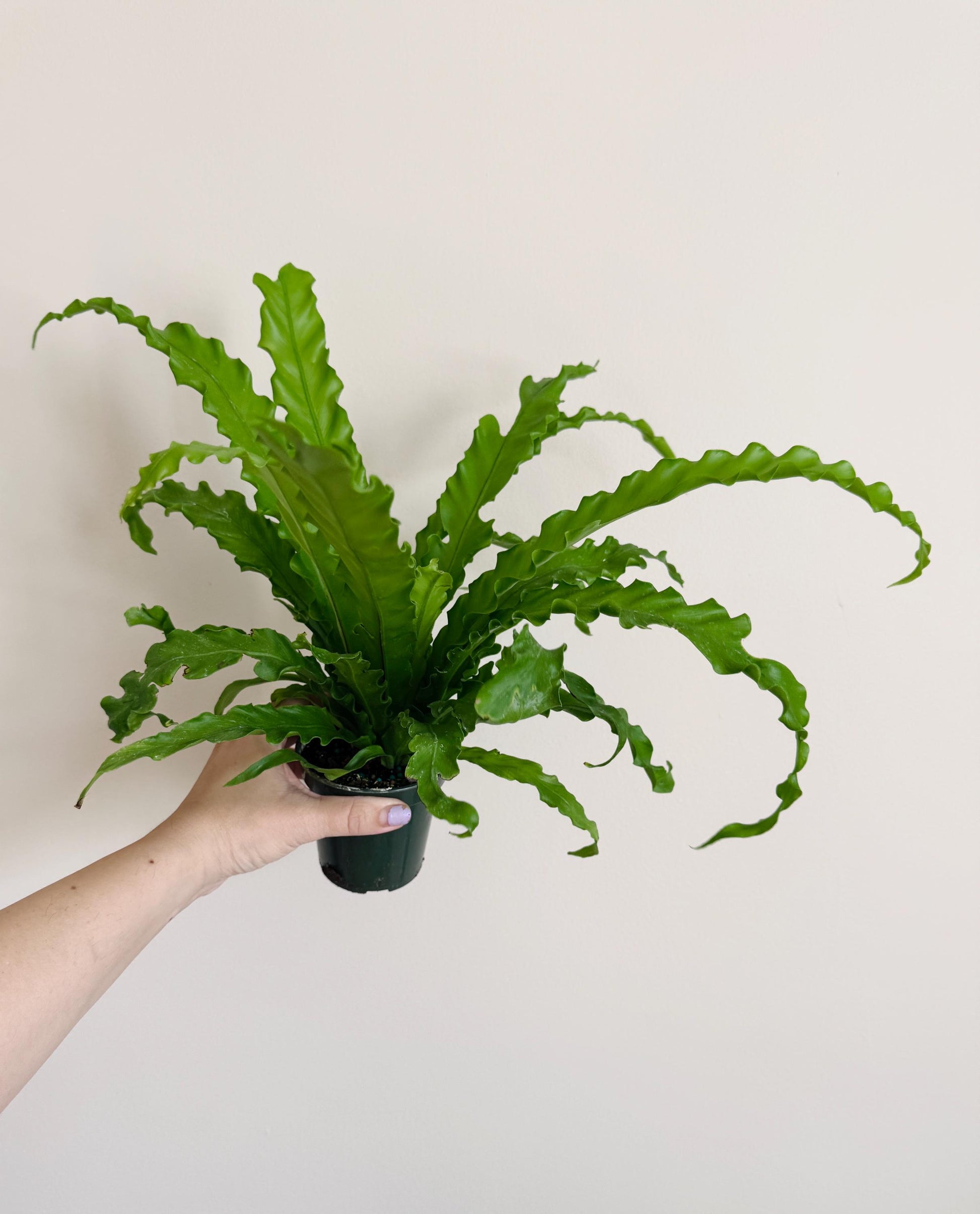 Fern Osaka Birds Nest Plant - 4 inch Pot - Live Plant - optional decorative pot
