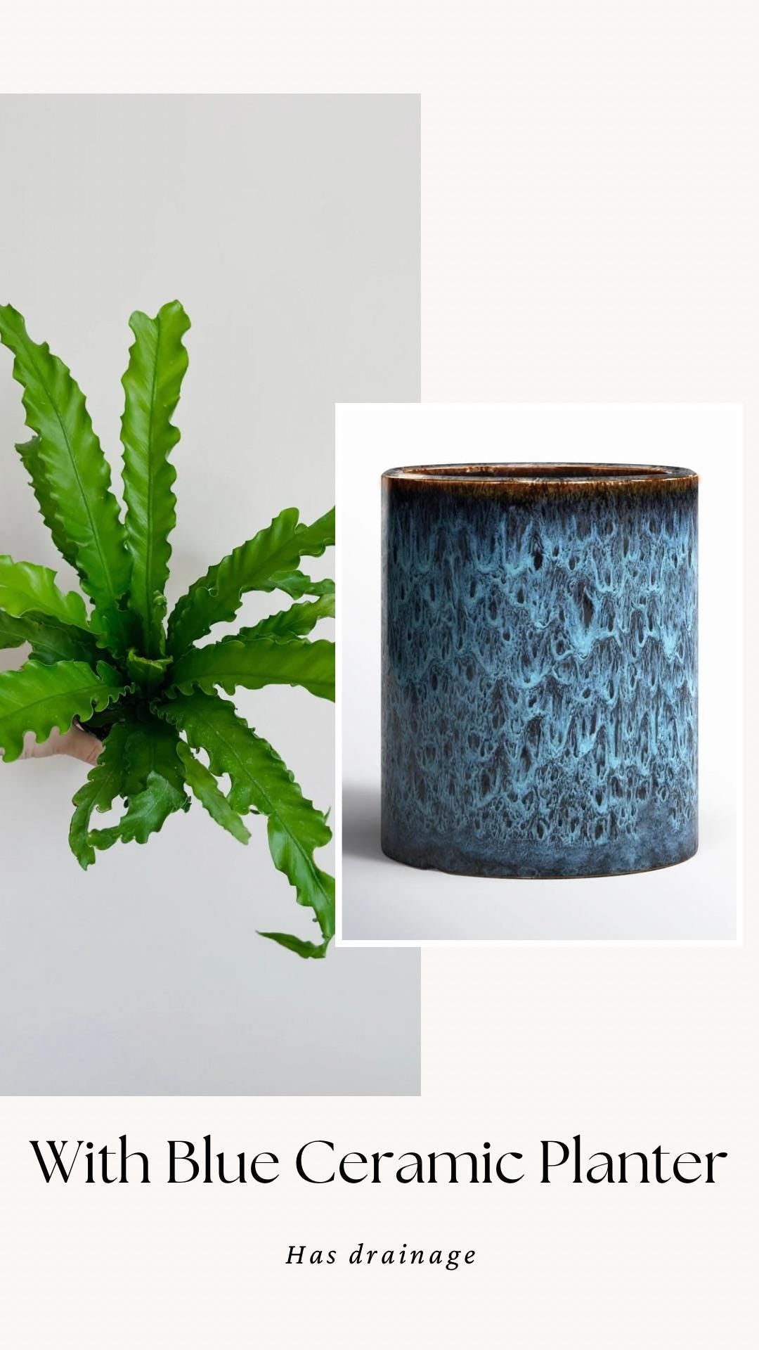 Fern Osaka Birds Nest Plant - 4 inch Pot - Live Plant - optional decorative pot
