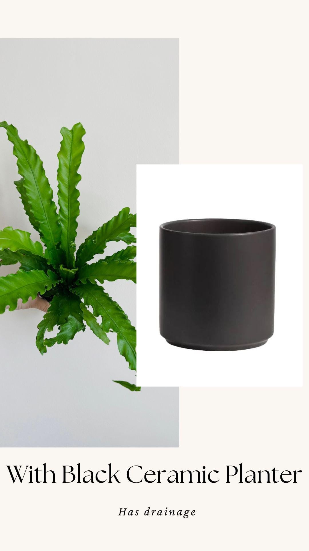 Fern Osaka Birds Nest Plant - 4 inch Pot - Live Plant - optional decorative pot
