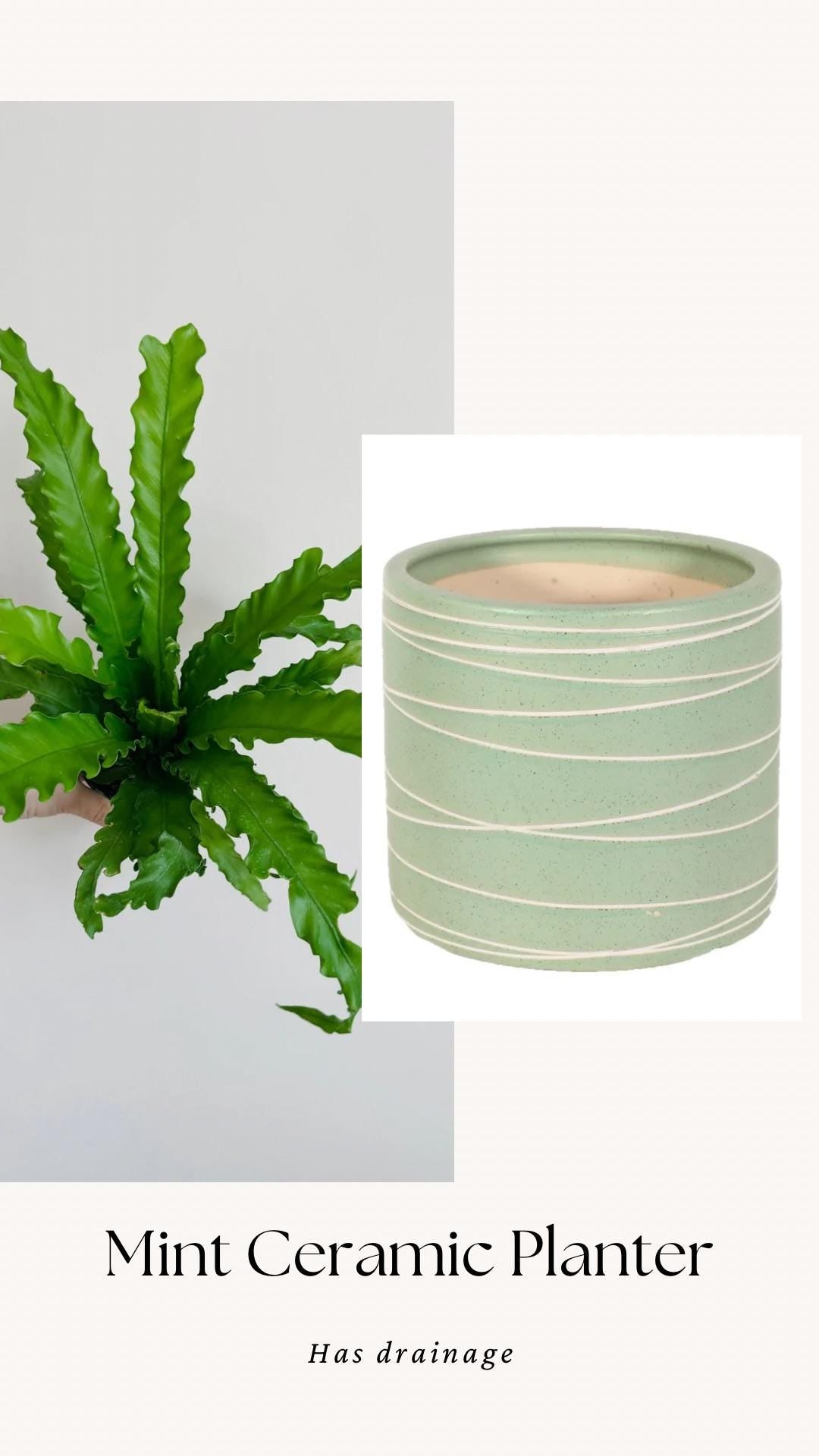 Fern Osaka Birds Nest Plant - 4 inch Pot - Live Plant - optional decorative pot