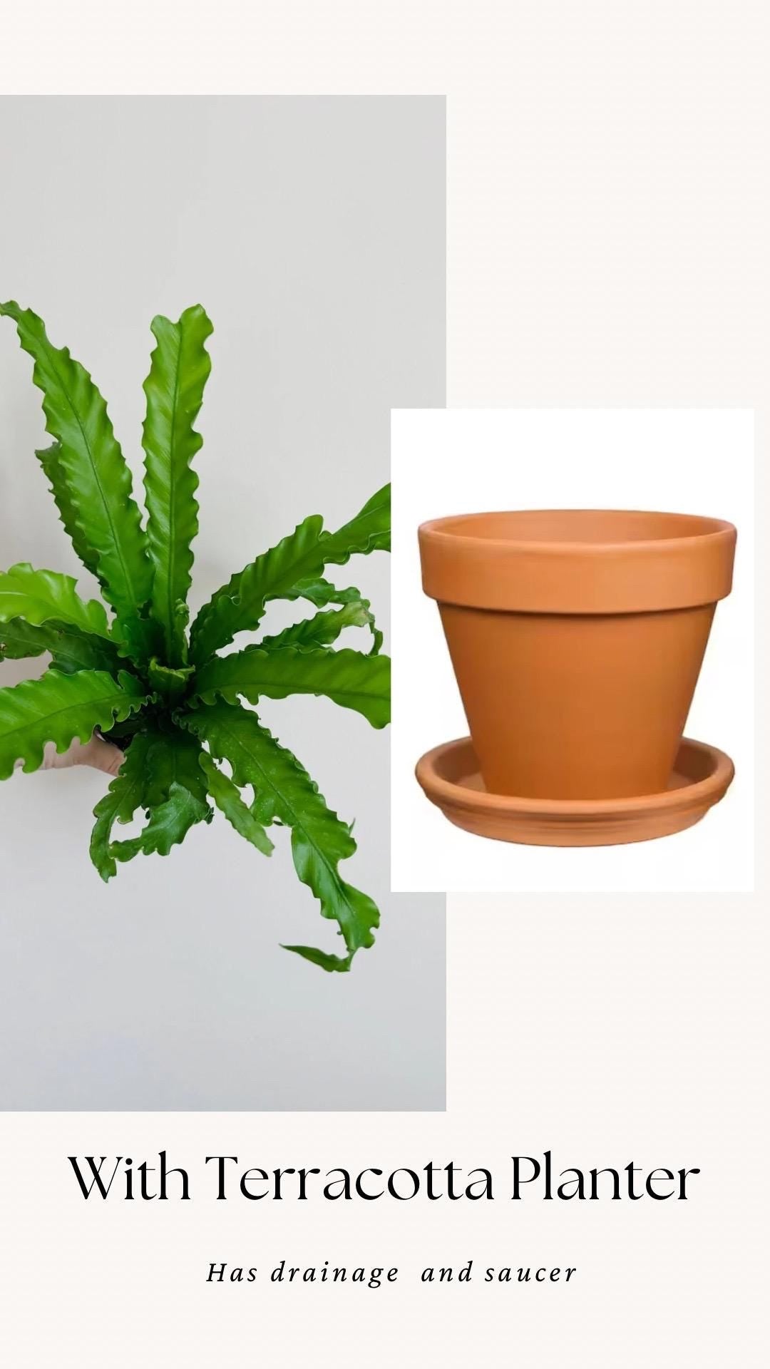 Fern Osaka Birds Nest Plant - 4 inch Pot - Live Plant - optional decorative pot