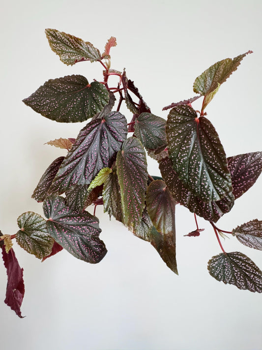Begonia Benigo Flowering Plant - 6 inch Pot - optional decorative plant