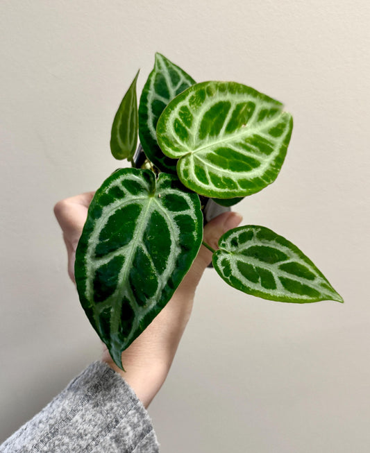 Anthurium DocBlock x Brielle x Zara Hybrid Rare Plant - 2.7 inch Nursery Pot