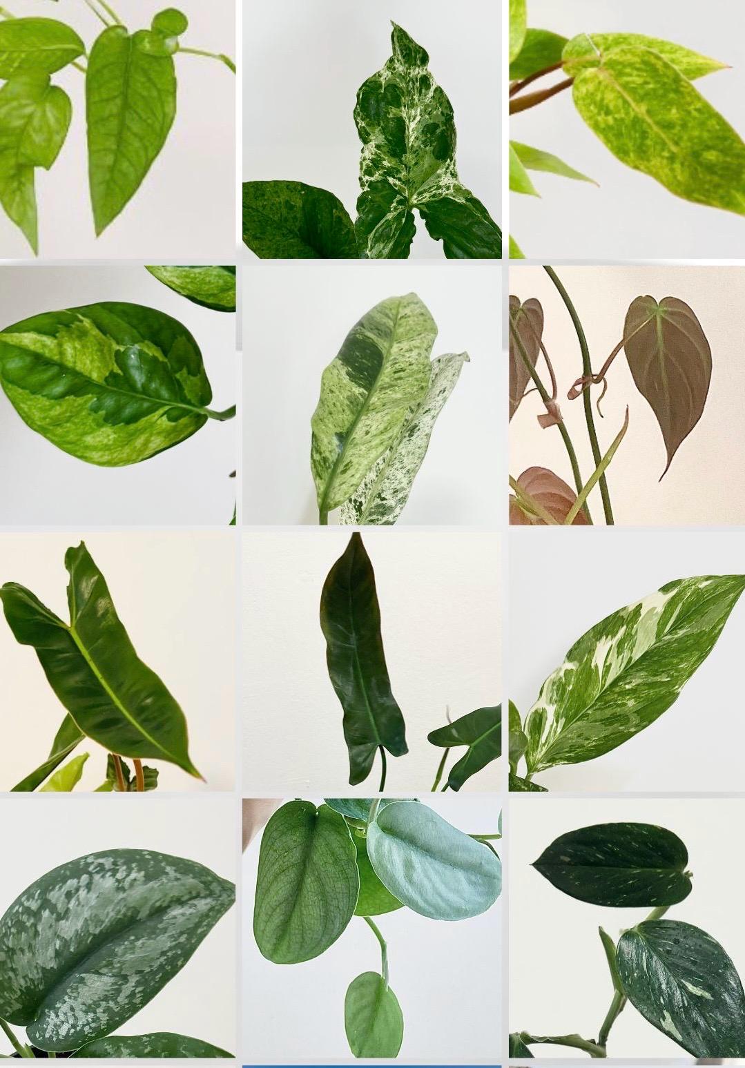 Mystery Plant Cuttings - Rooted and Unrooted