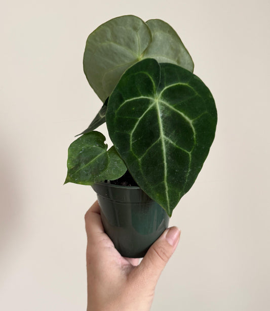 Anthurium Clarinervium Plant - 4 inch Nursery Pot