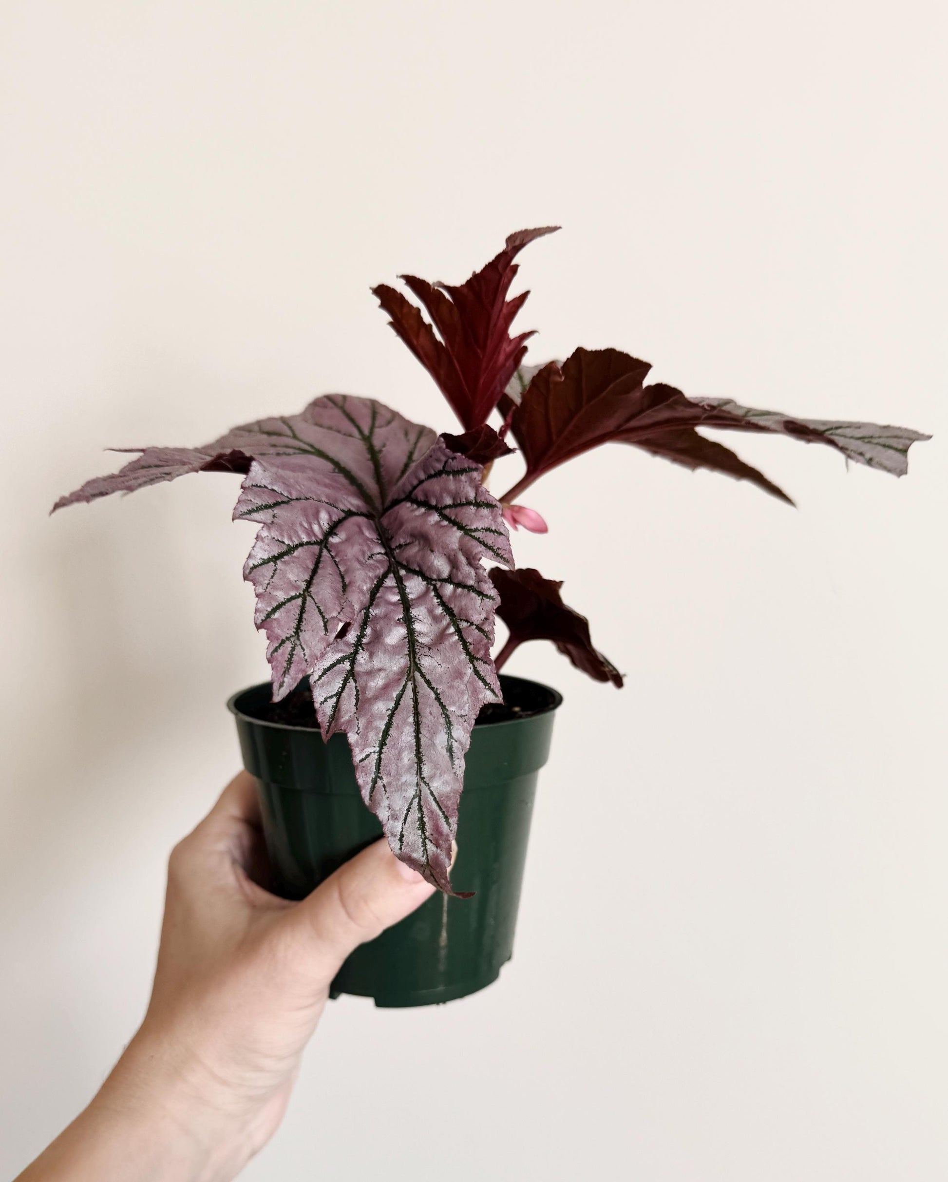 Begonia Lamoon Rare Plant - 4" Pot - Live Plant - optional deocrative pot