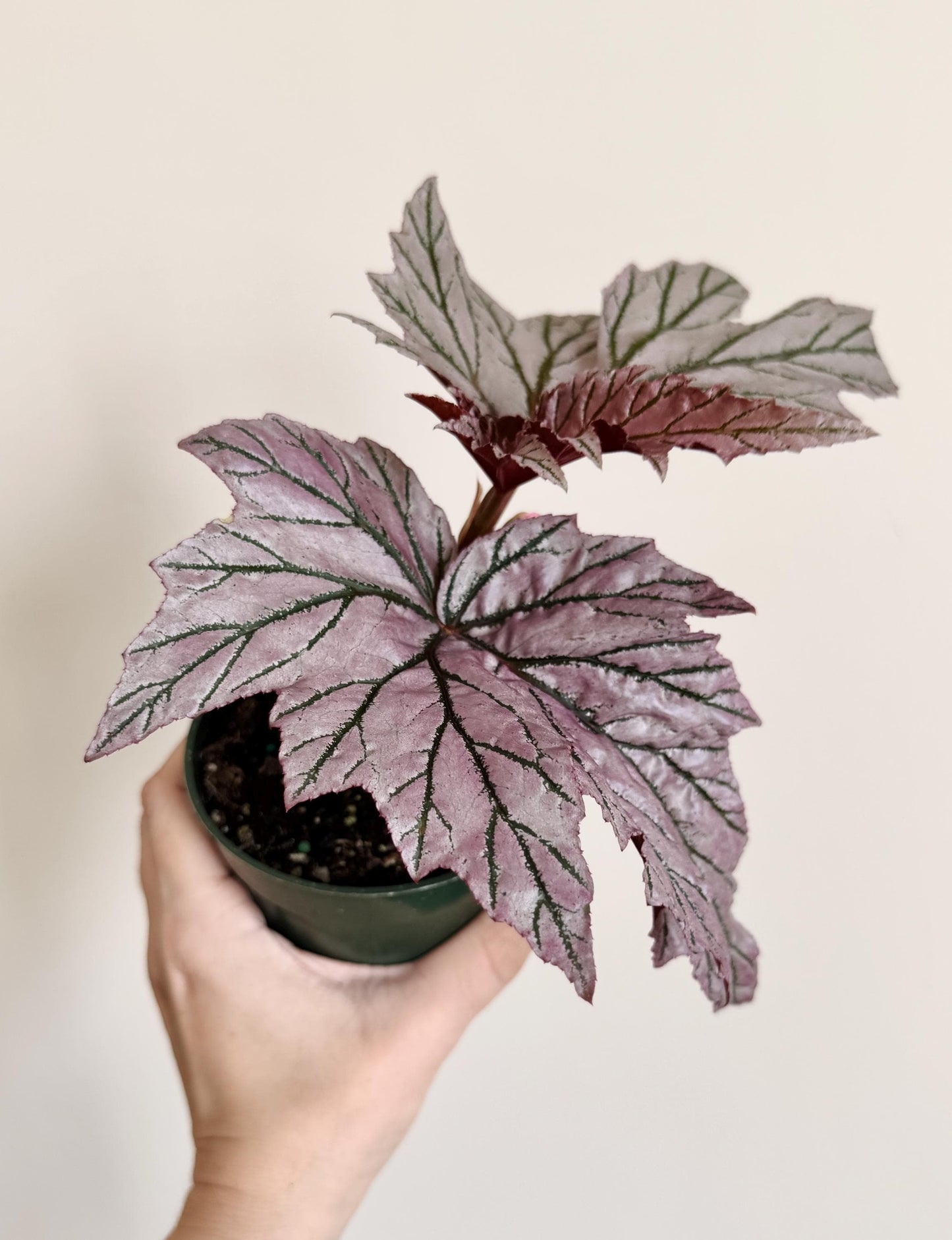 Begonia Lamoon Rare Plant - 4" Pot - Live Plant - optional deocrative pot