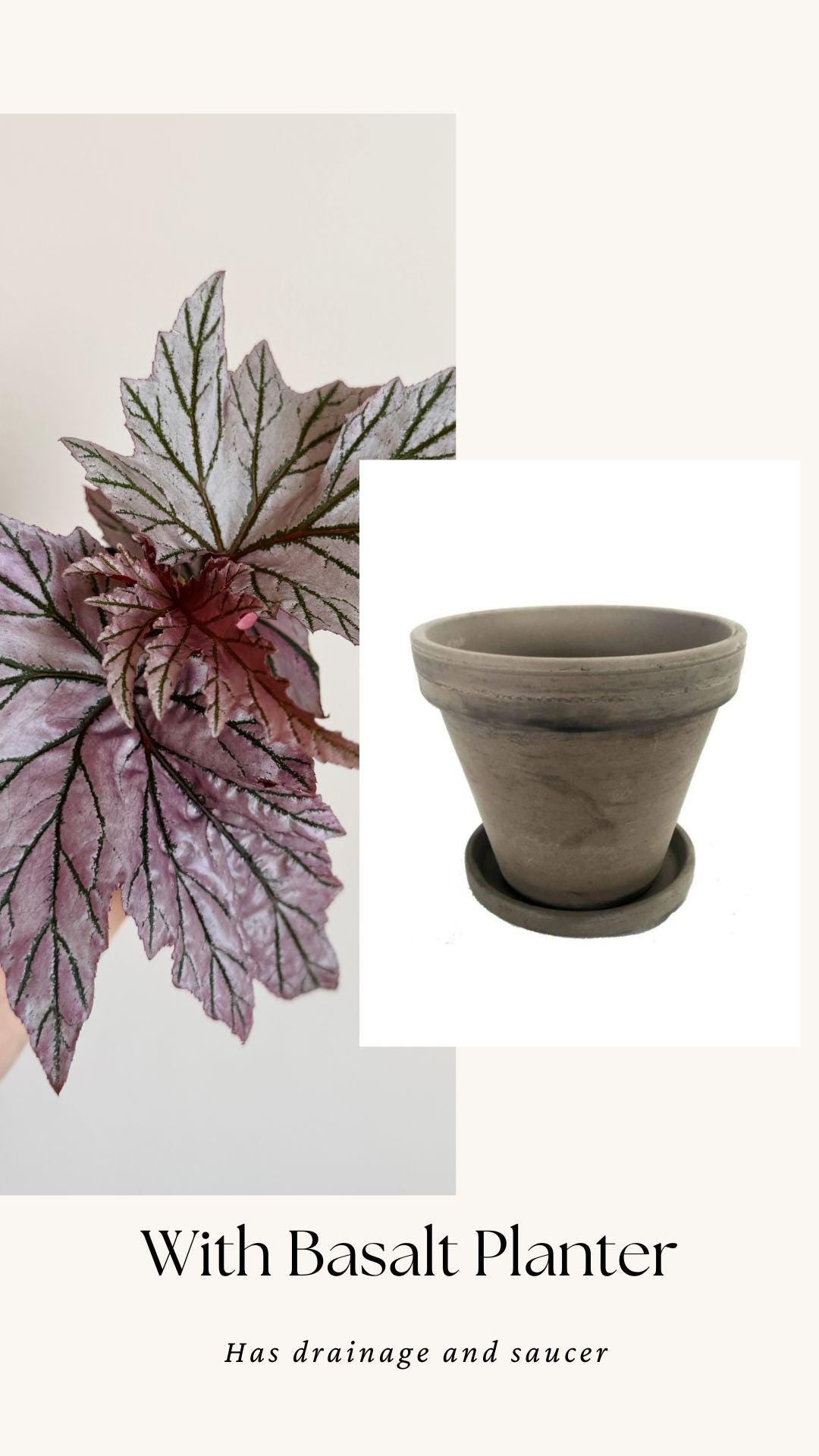 Begonia Lamoon Rare Plant - 4" Pot - Live Plant - optional deocrative pot