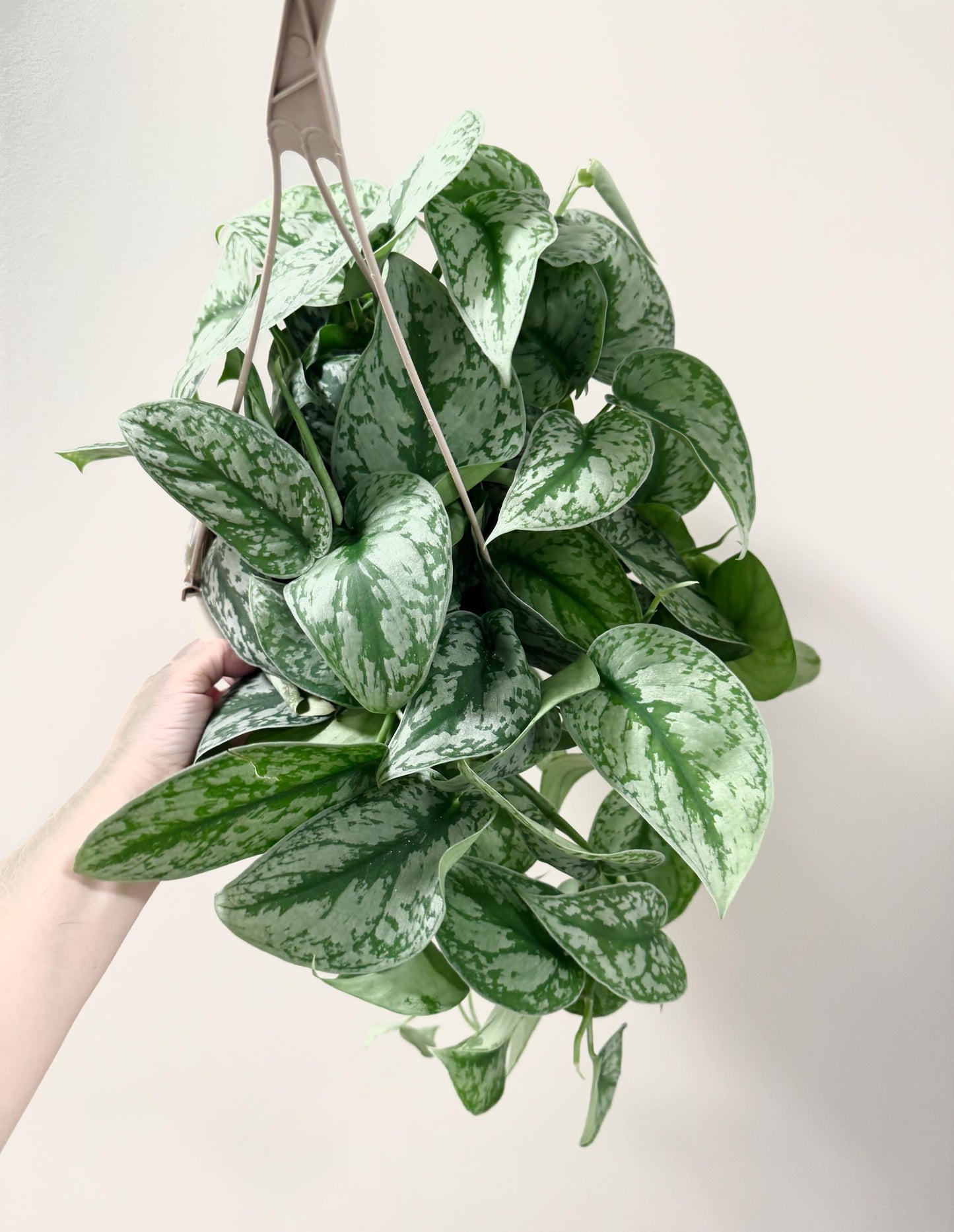 Scindapsus Silver Satin 8 inch Hanging Pot - Live Plant