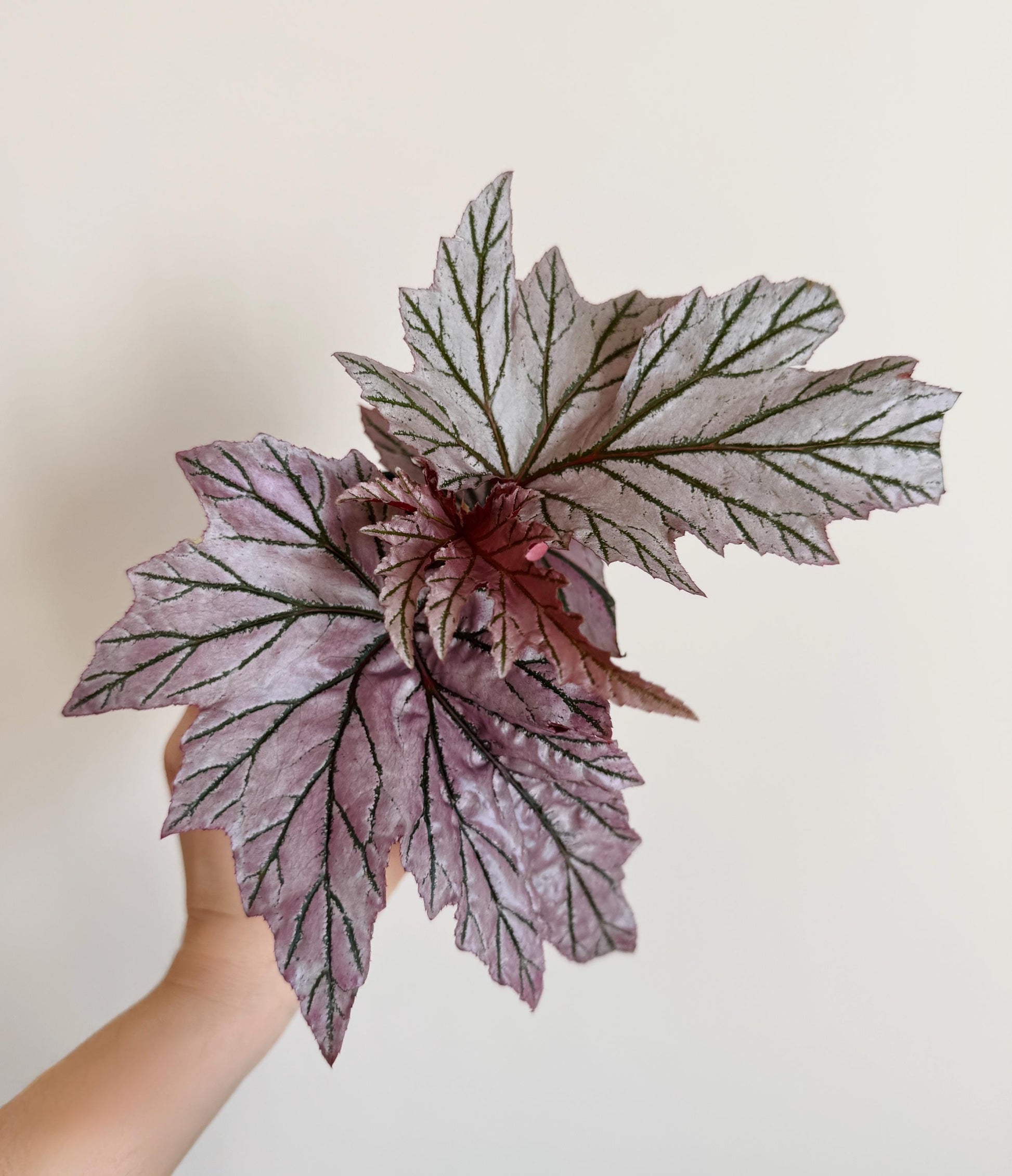 Begonia Lamoon Rare Plant - 4" Pot - Live Plant - optional deocrative pot