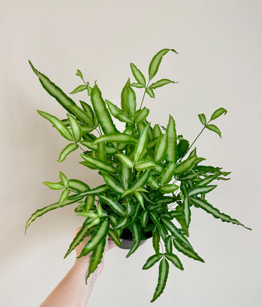 Silver Ribbon Fern Plant - 6 inch Pot - optional deocrative pot