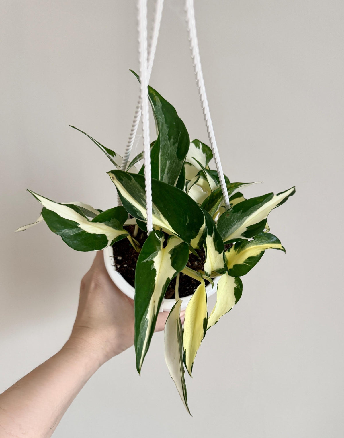 Manjula Mutant Pothos Plant | 4.5 inch Hanging pot - Live Plant - optional decorative hanger