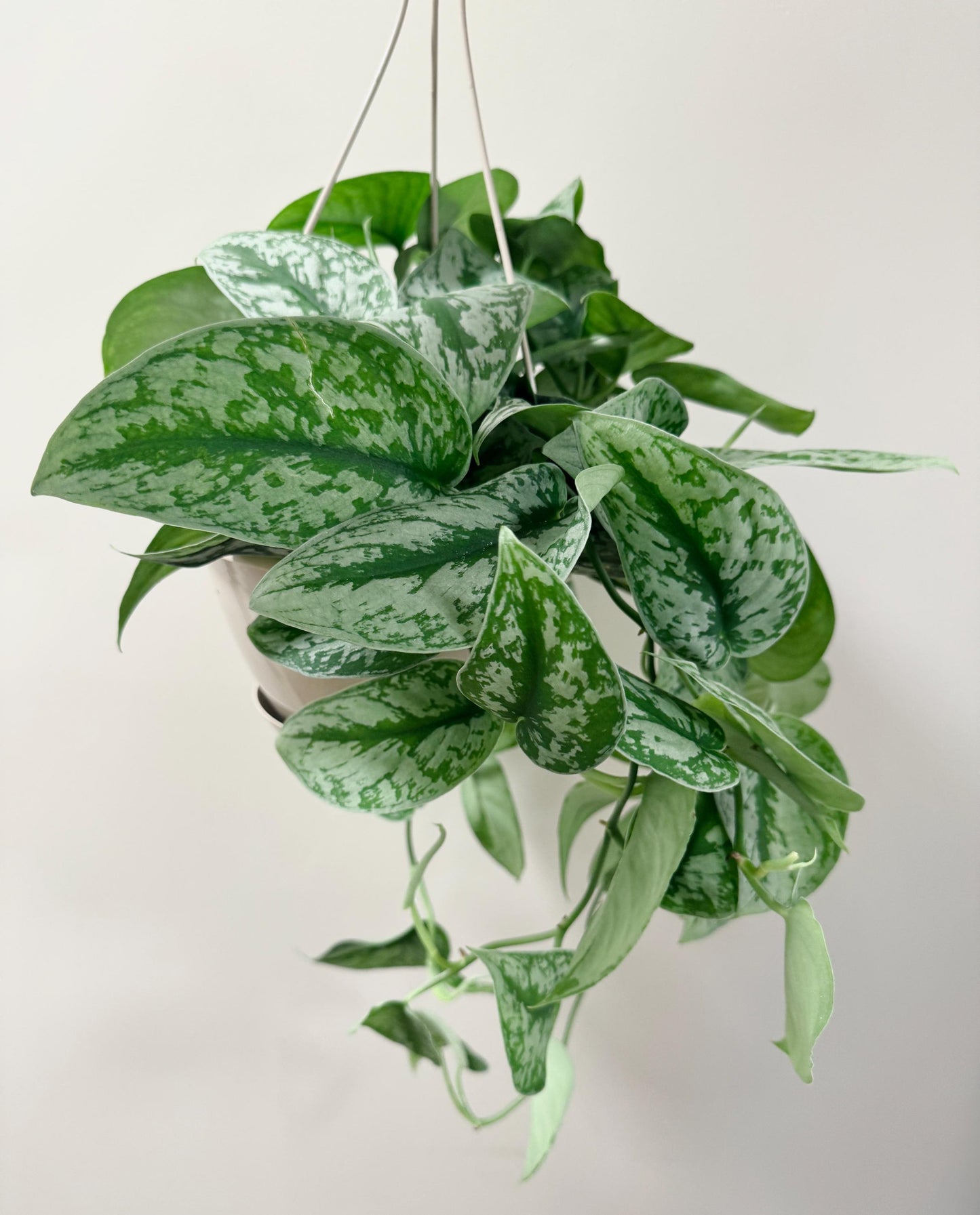 Scindapsus Silver Satin 8 inch Hanging Pot - Live Plant