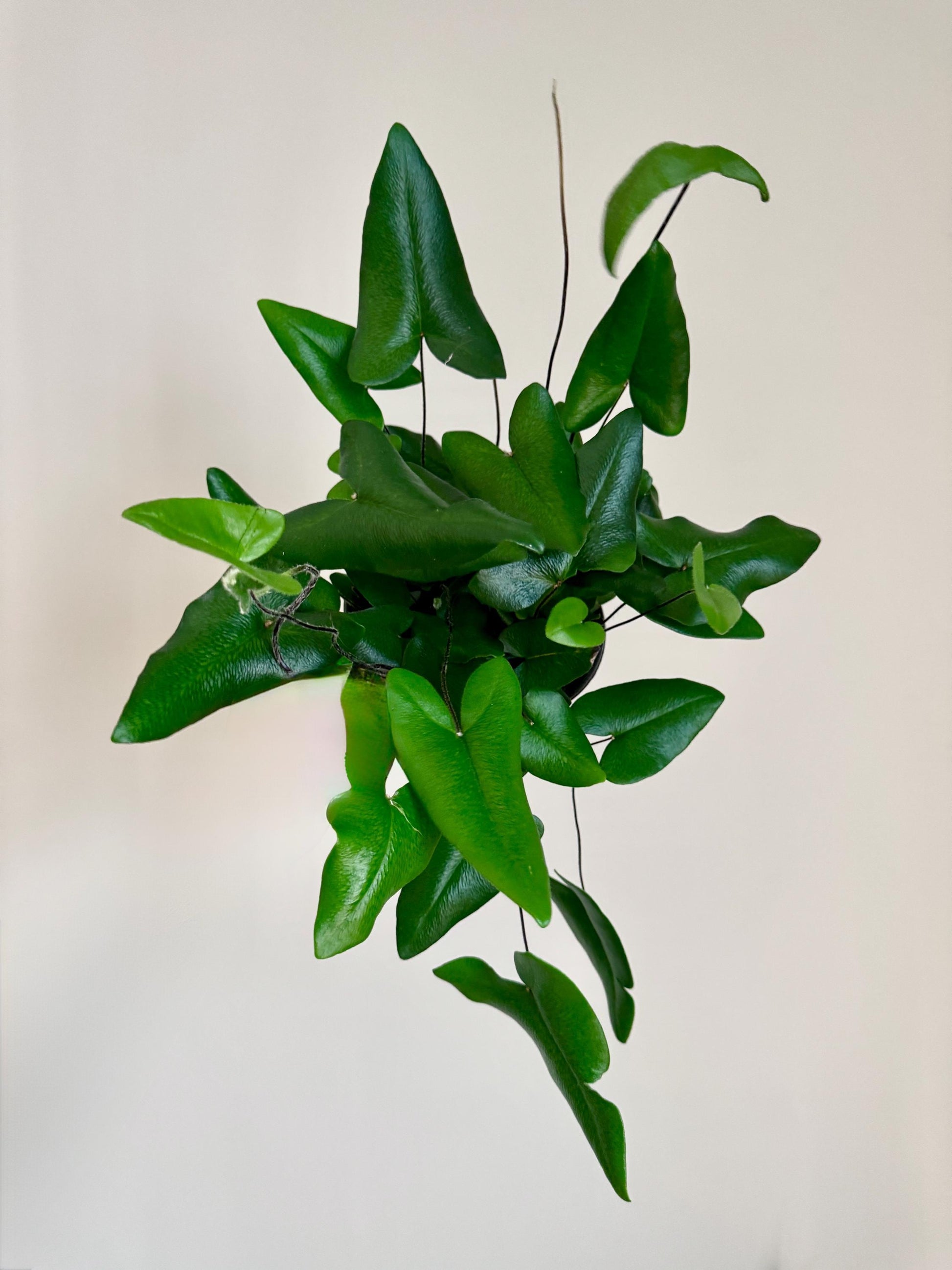 Fern Heart Plant - 6 inch Pot - optional deocrative pot