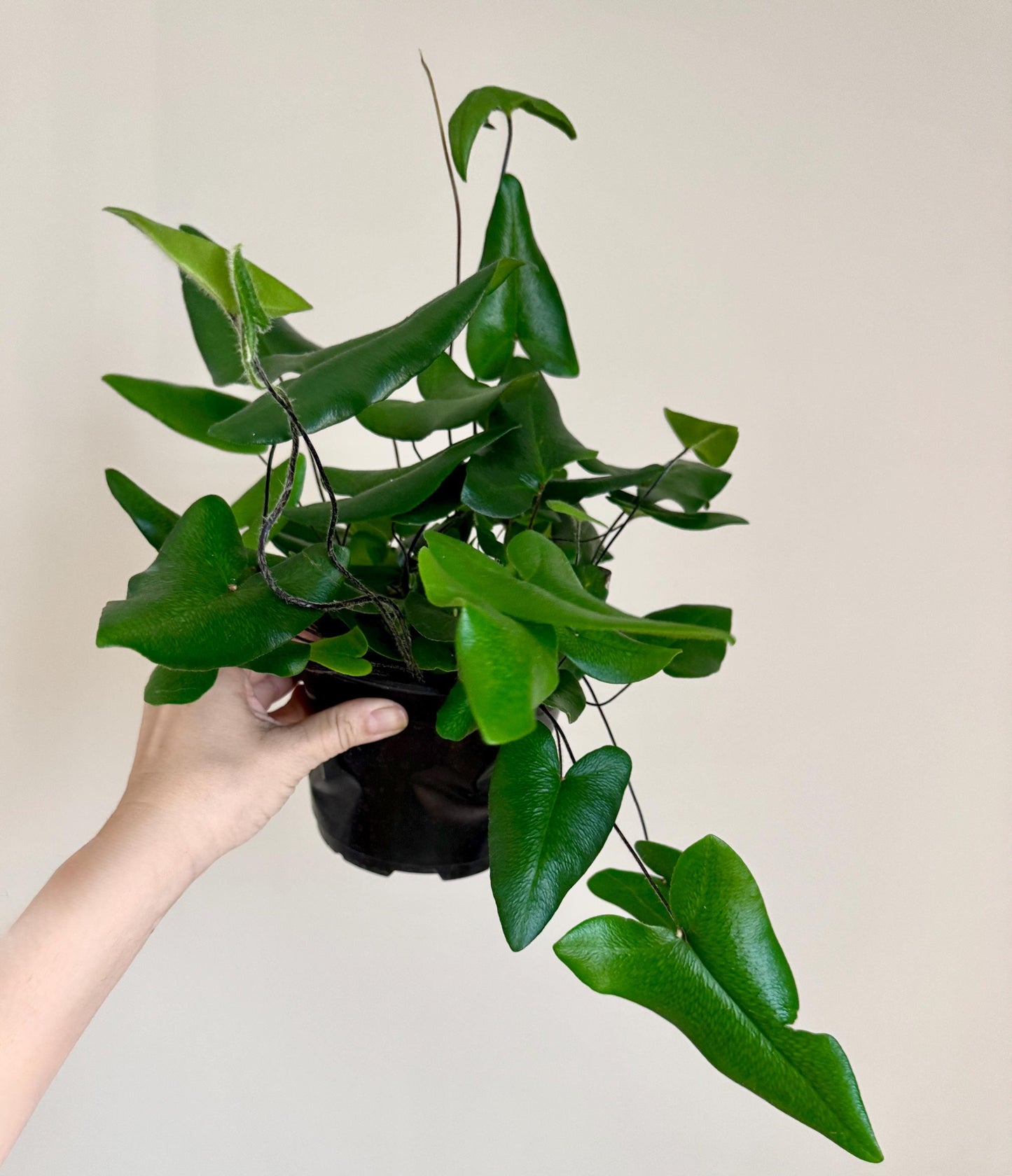 Fern Heart Plant - 6 inch Pot - optional deocrative pot