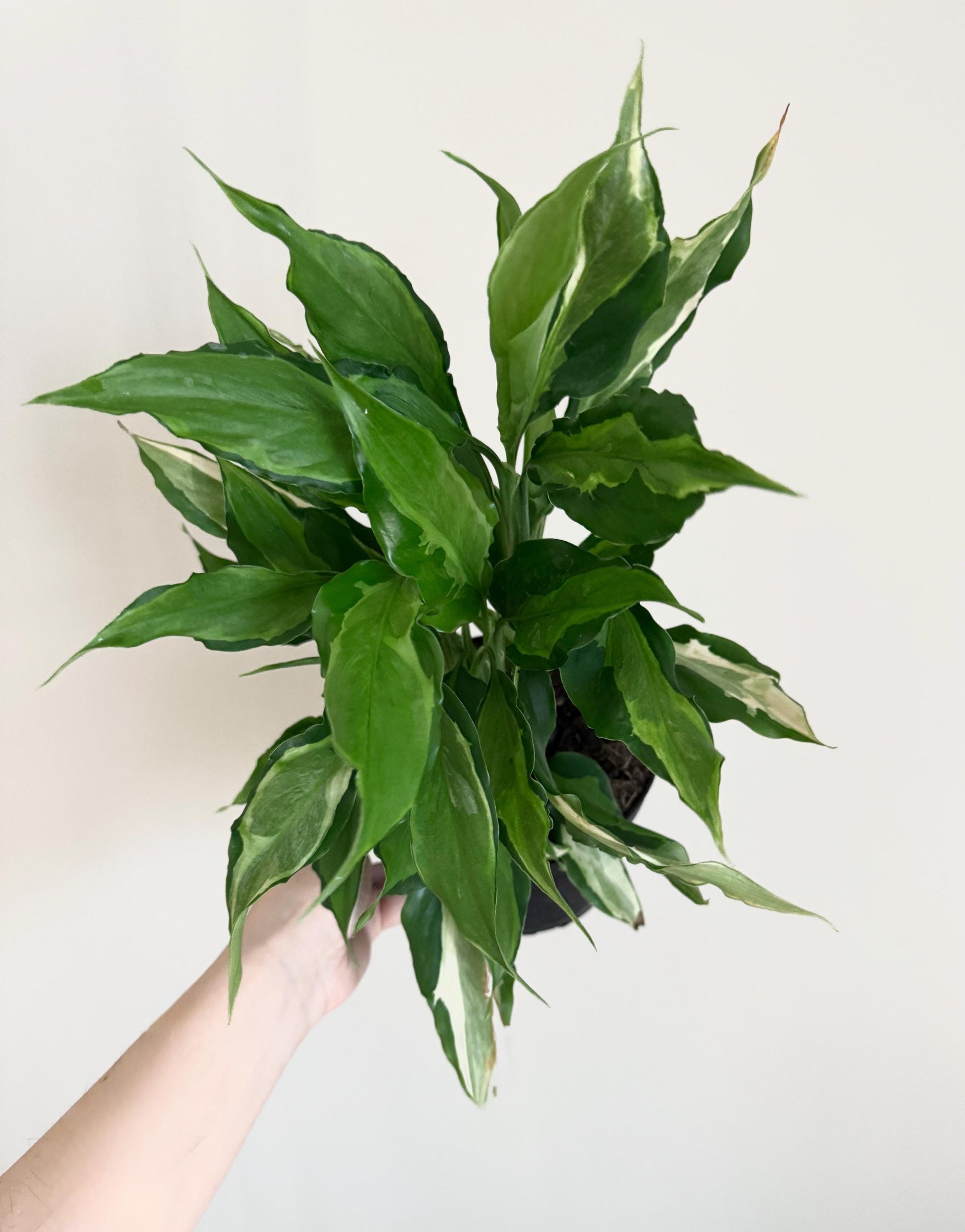 Spathonema Aglaonema Plant - 4", 6" Pot | optional decorative pot