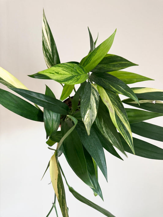 Epipremnum Amplissimum Variegated Plant - Rare - 6 inch Pot