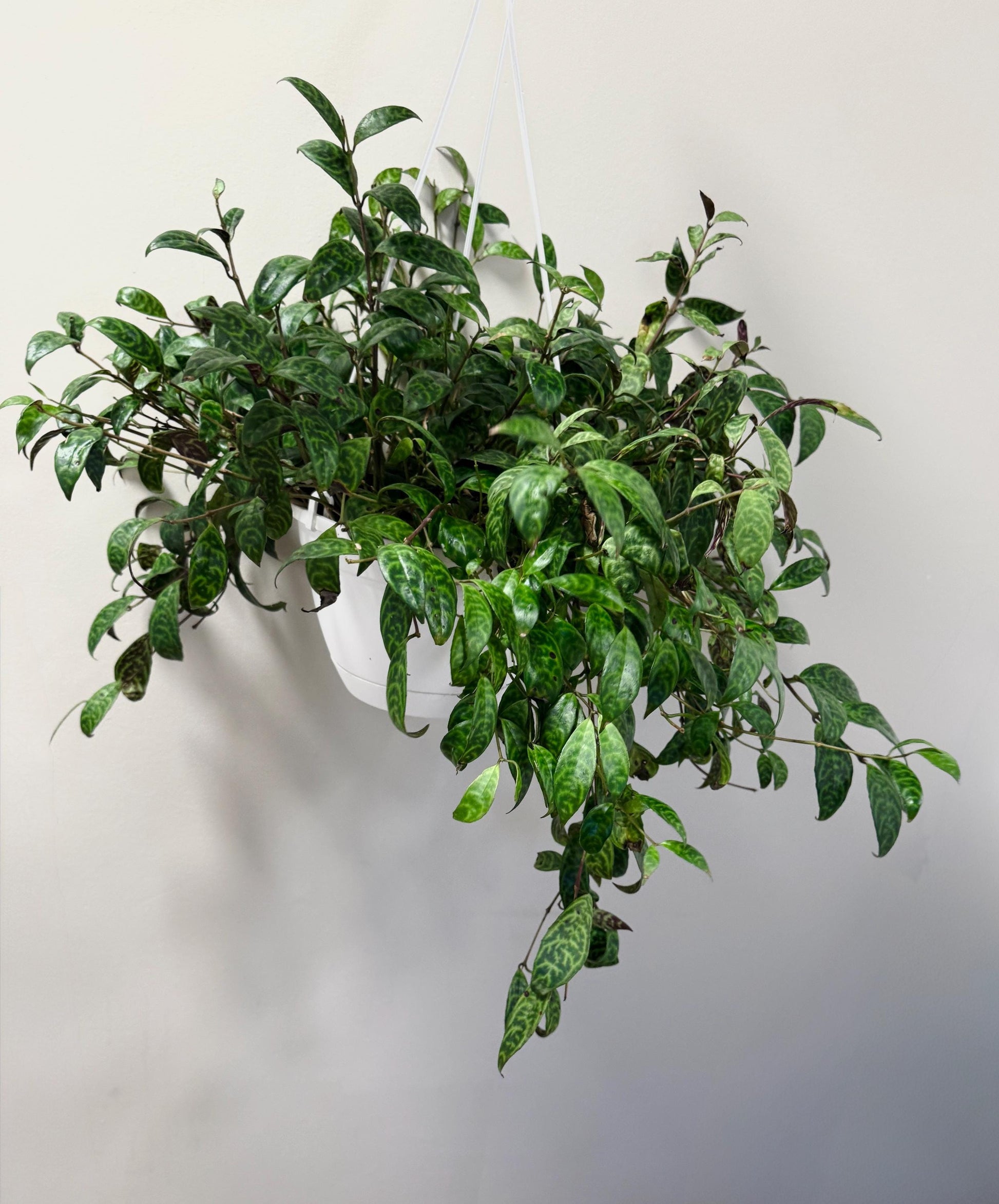 Lipstick Black Pagoda Plant 8 inch Hanging Pot - Live Plant