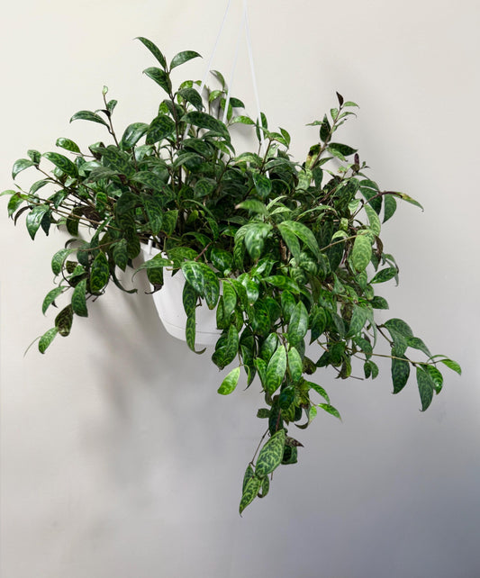 Lipstick Black Pagoda Plant 8 inch Hanging Pot - Live Plant