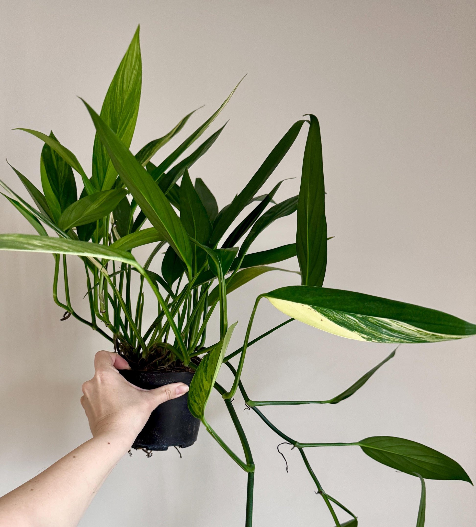 Epipremnum Amplissimum Variegated Plant - Rare - 6 inch Pot