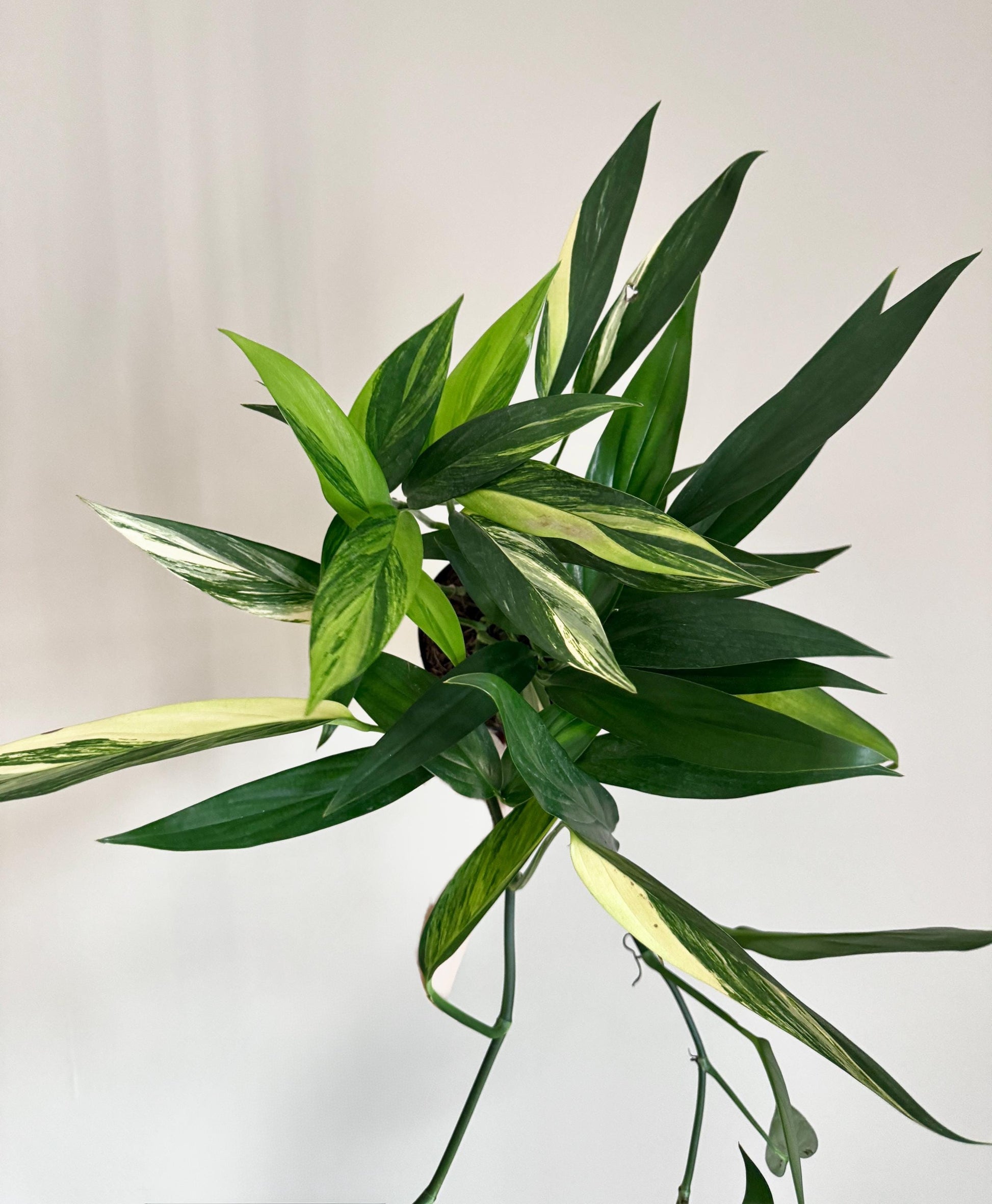 Epipremnum Amplissimum Variegated Plant - Rare - 6 inch Pot