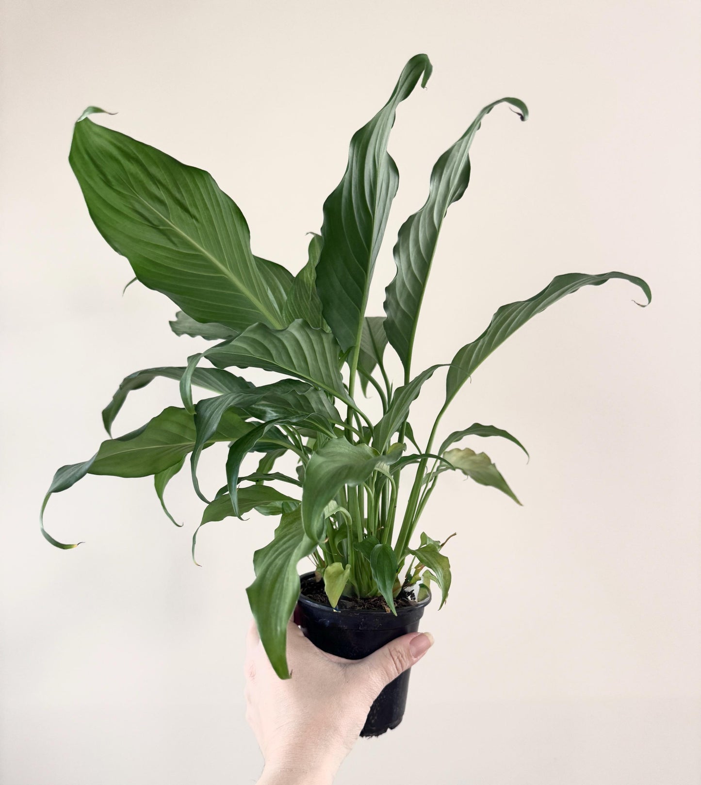 Spathiphyllum Platinum Mist Plant- Live Plant 4" Pot