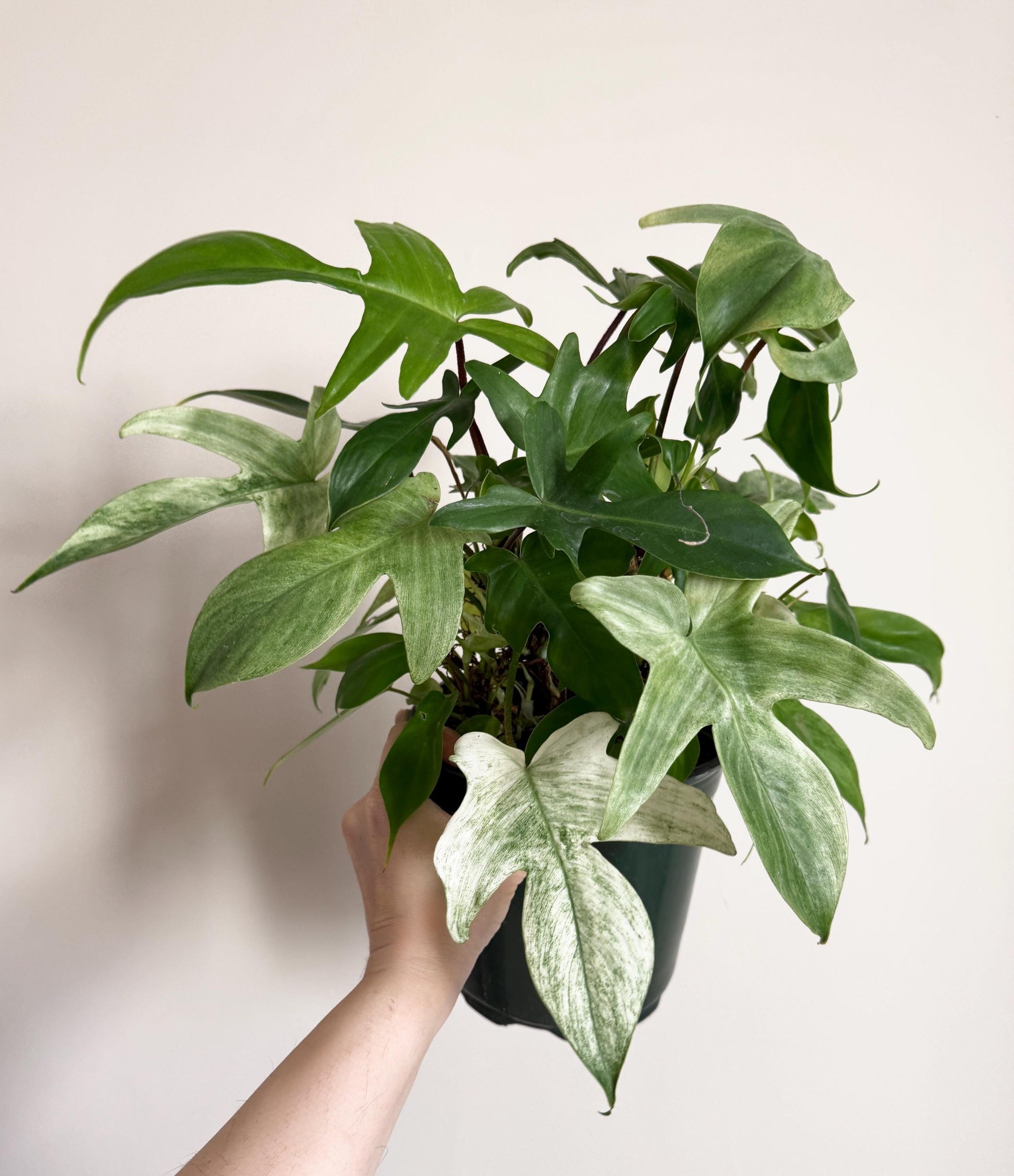 Monstera Florida Ghost Variegated - 6 inch Pot - Live Houseplant